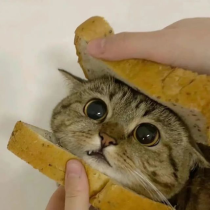 猫咪汉堡 的头像