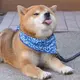 pmdogewind