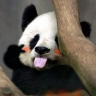 Panda Liu